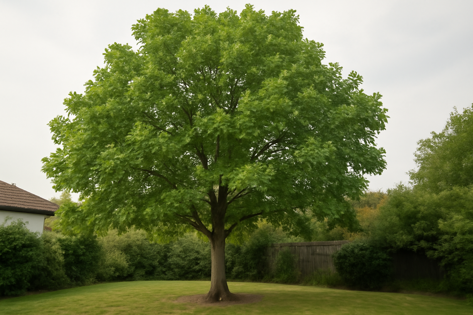 Tulipier de Virginie : attention, cet arbre prend beaucoup de place