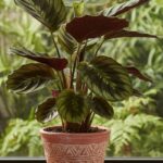 Plante kozikaza en pot sur un rebord de fenêtre avec éclairage naturel.