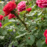 Rosier avec pucerons et coccinelles dans un jardin.